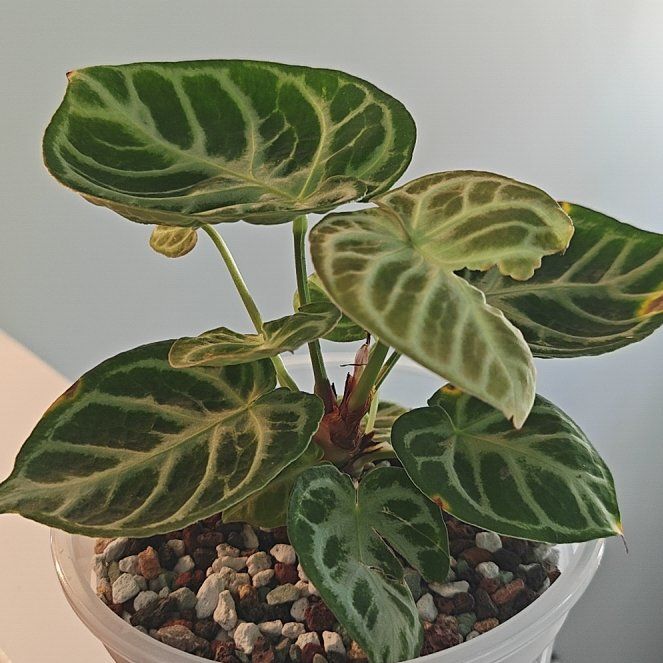 Photo of the plant species Anthurium 'Arching Amour Hearts Afire Velvet Leaf' by @P1antAddict named Sproutacus on Greg, the plant care app