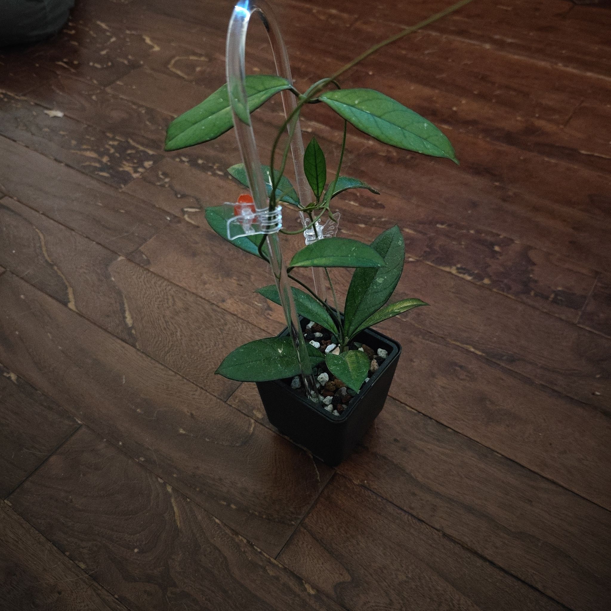 Photo of the plant species Hoya Crassipetiolata Splash by @P1antAddict named Tupot amaroot on Greg, the plant care app