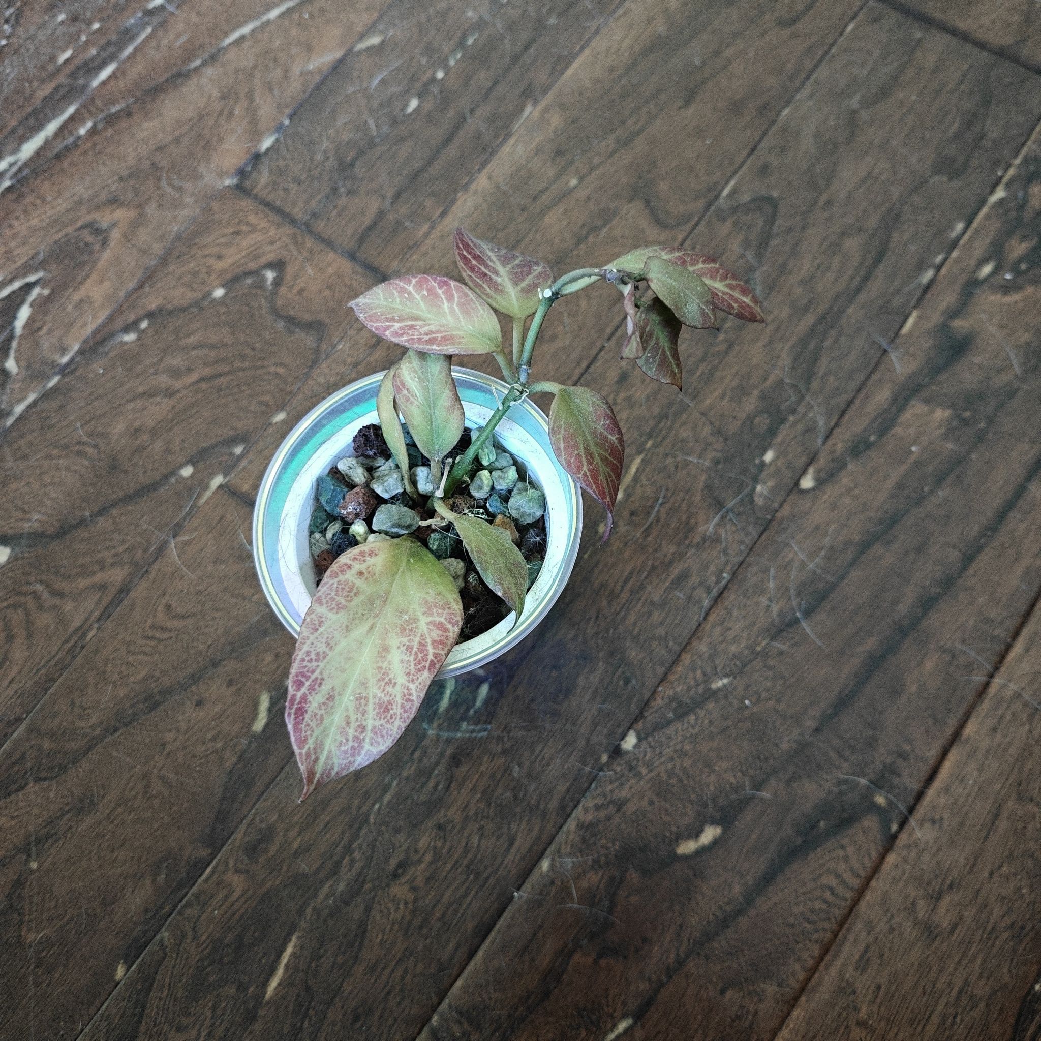 Photo of the plant species Tequila Sunrise Hoya by @P1antAddict named Nemo on Greg, the plant care app