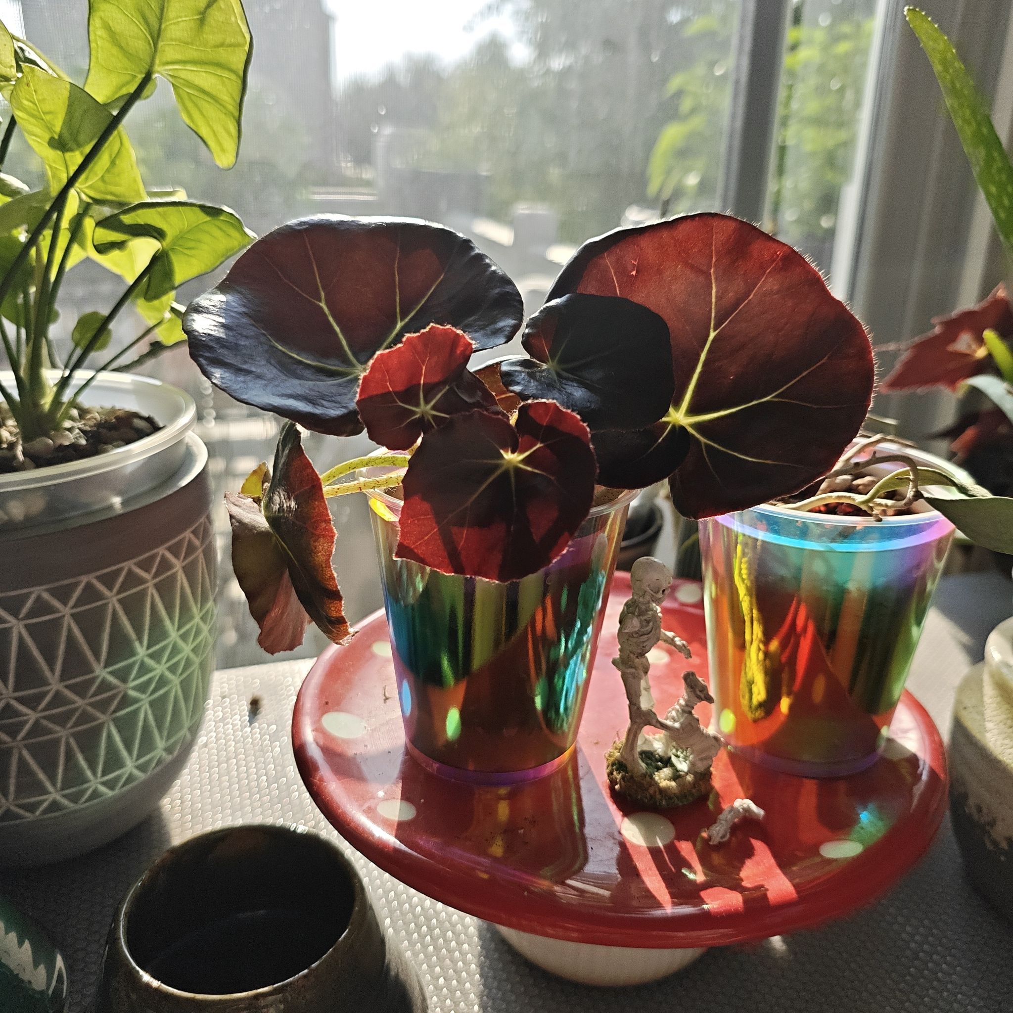 Photo of the plant species Beefsteak Begonia by @P1antAddict named Huckleberry Fern on Greg, the plant care app