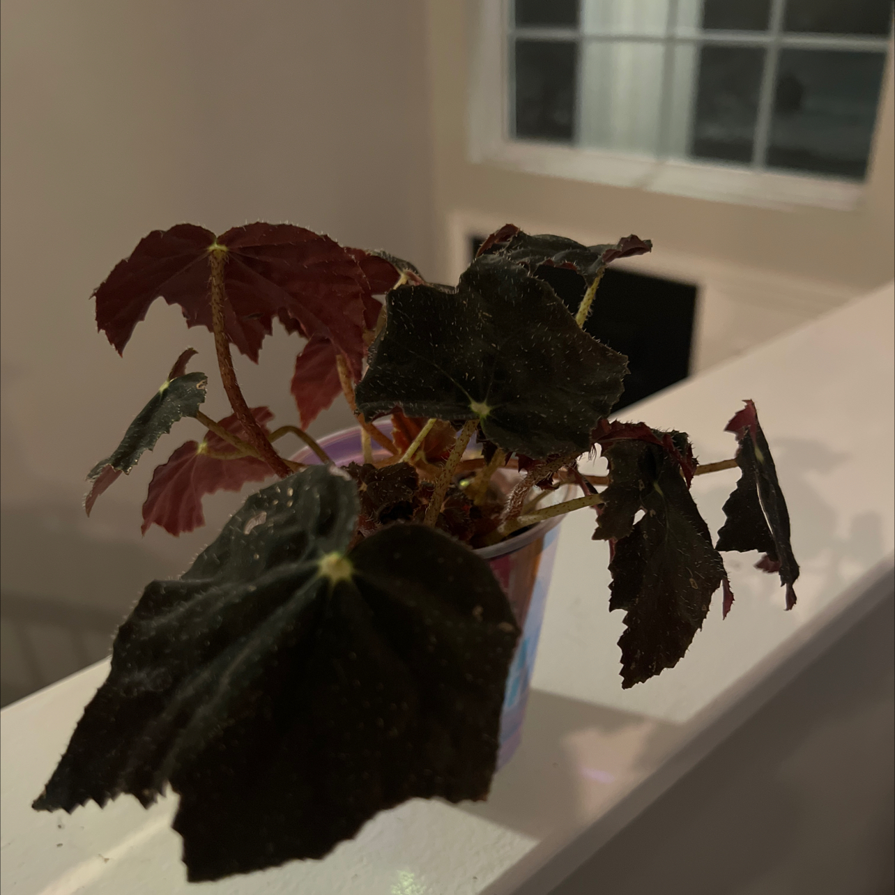 Photo of the plant species Black Velvet Begonia by @P1antAddict named Harper on Greg, the plant care app