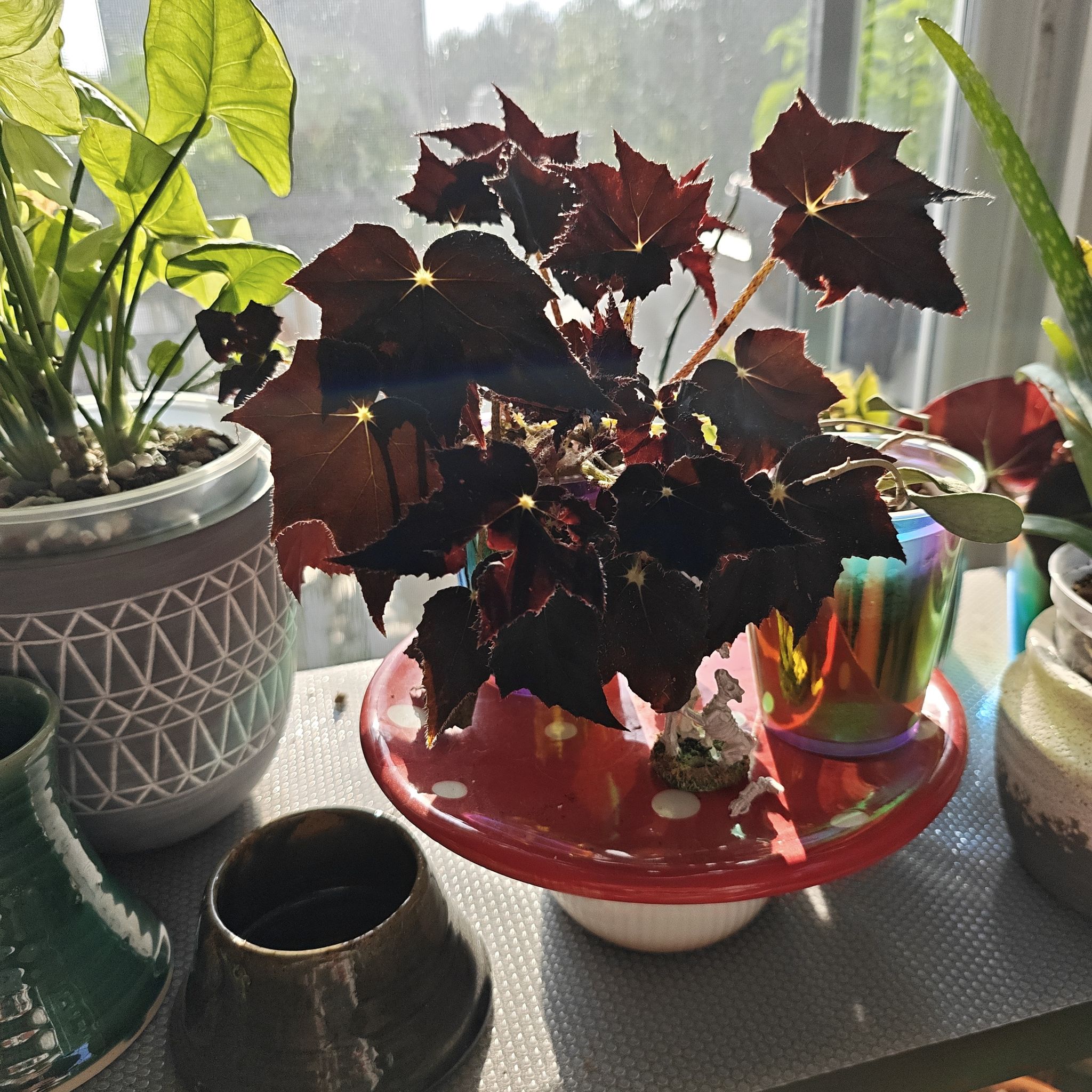 Photo of the plant species Black Velvet Begonia by @P1antAddict named Harper on Greg, the plant care app