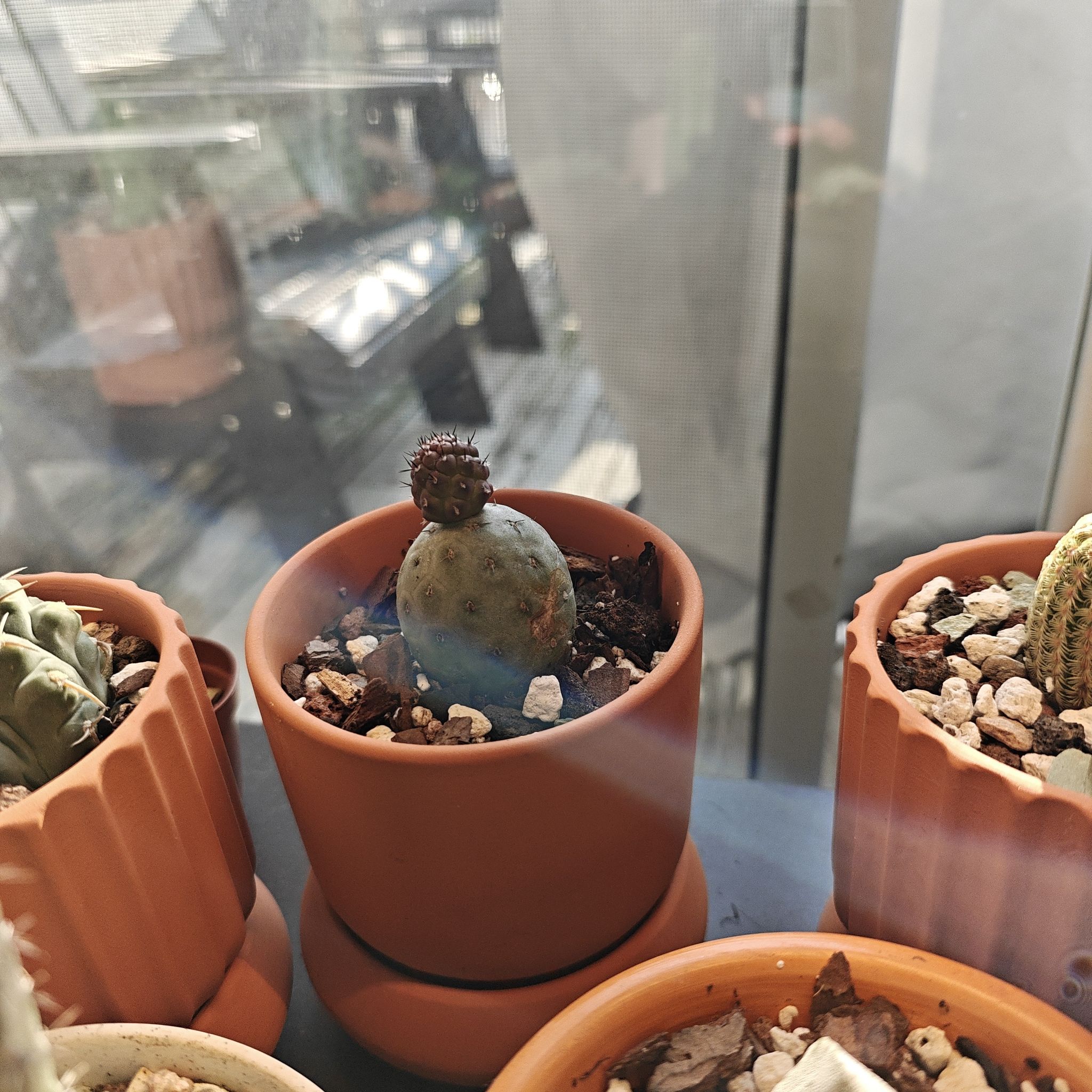 Photo of the plant species Tephrocactus geometricus by @P1antAddict named Frosty on Greg, the plant care app