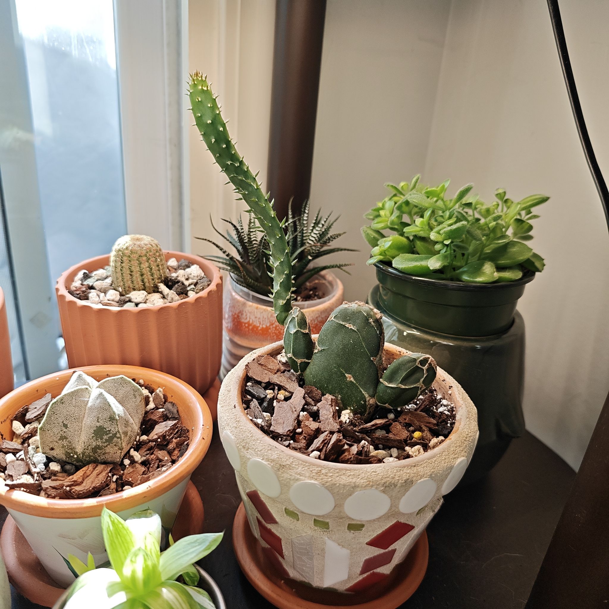 Photo of the plant species Cobra Cactus by @P1antAddict named Bigleef Smalls on Greg, the plant care app