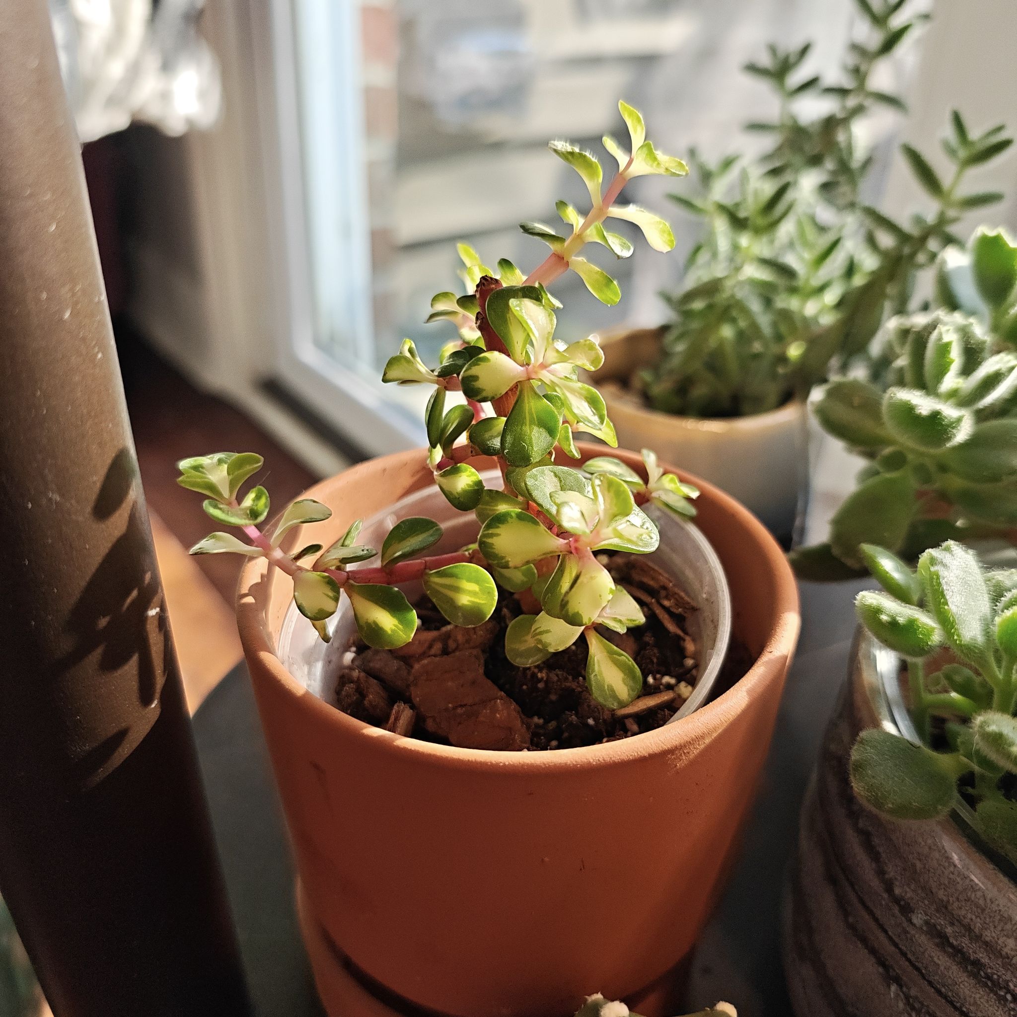 Photo of the plant species Rainbow Bush by @P1antAddict named Harmony on Greg, the plant care app
