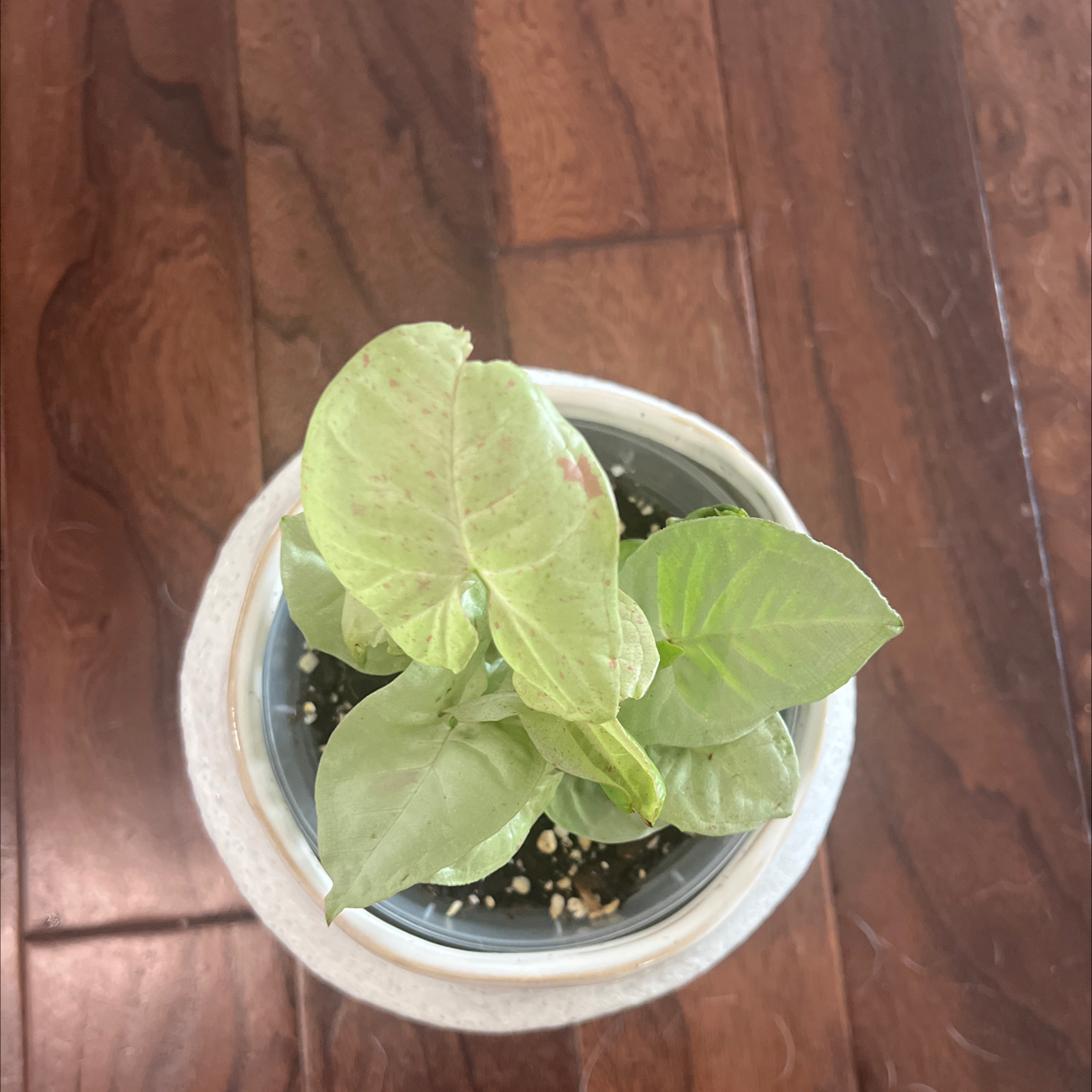 Photo of the plant species Synogium by @P1antAddict named Chica on Greg, the plant care app