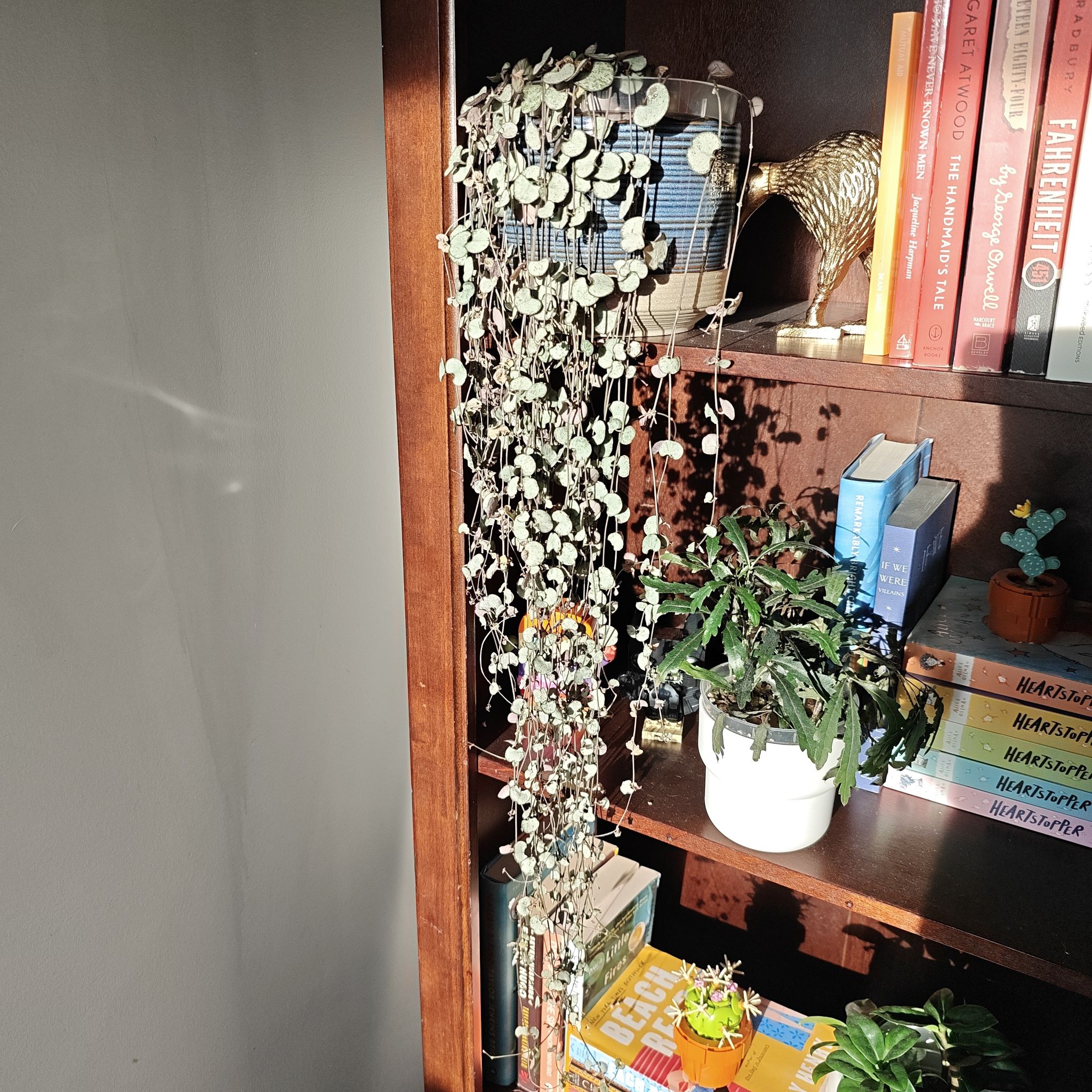 Photo of the plant species String of Hearts 'Silver Glory' by @P1antAddict named Valkyrie on Greg, the plant care app