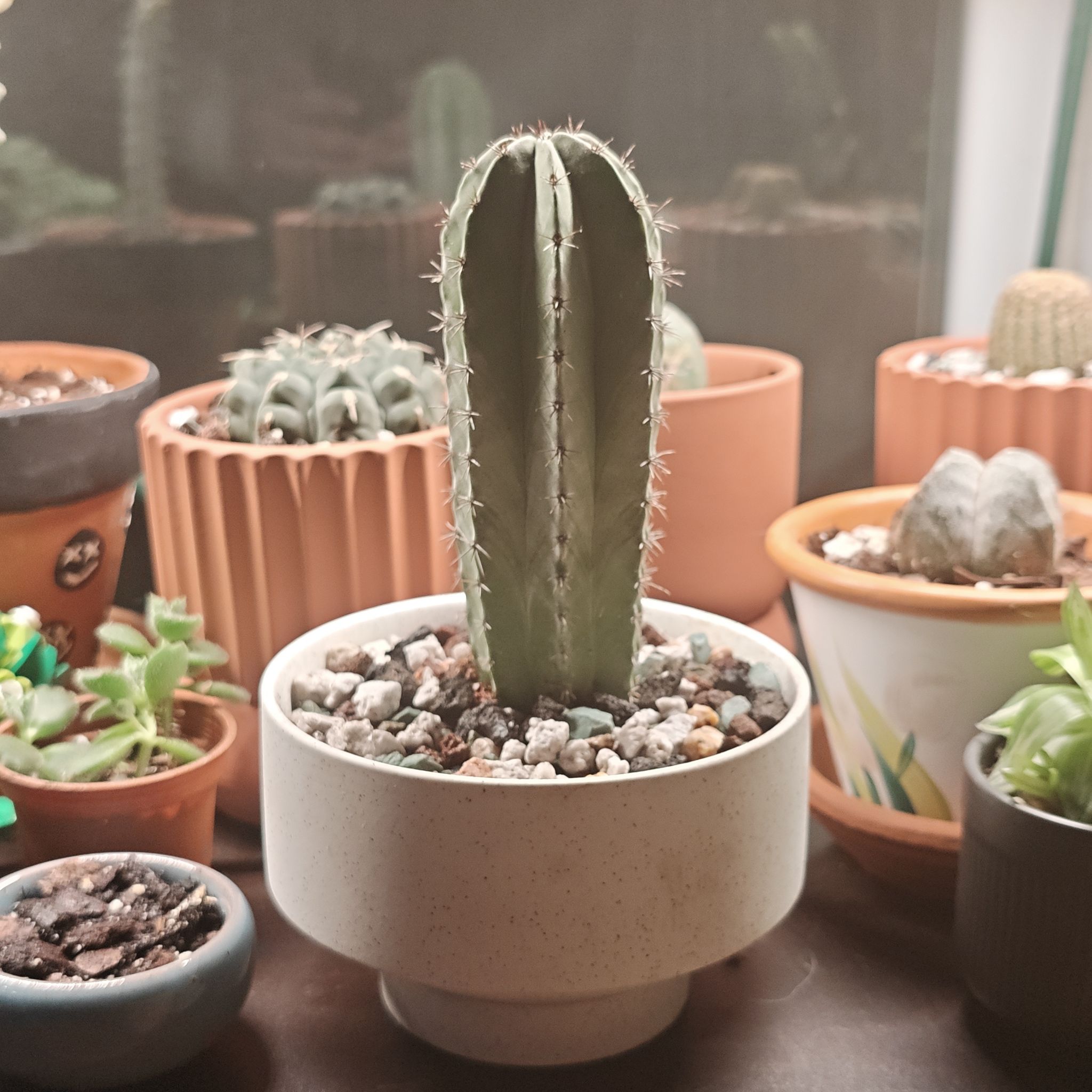 Photo of the plant species Polaskia chichipe by @P1antAddict named Rihanna on Greg, the plant care app
