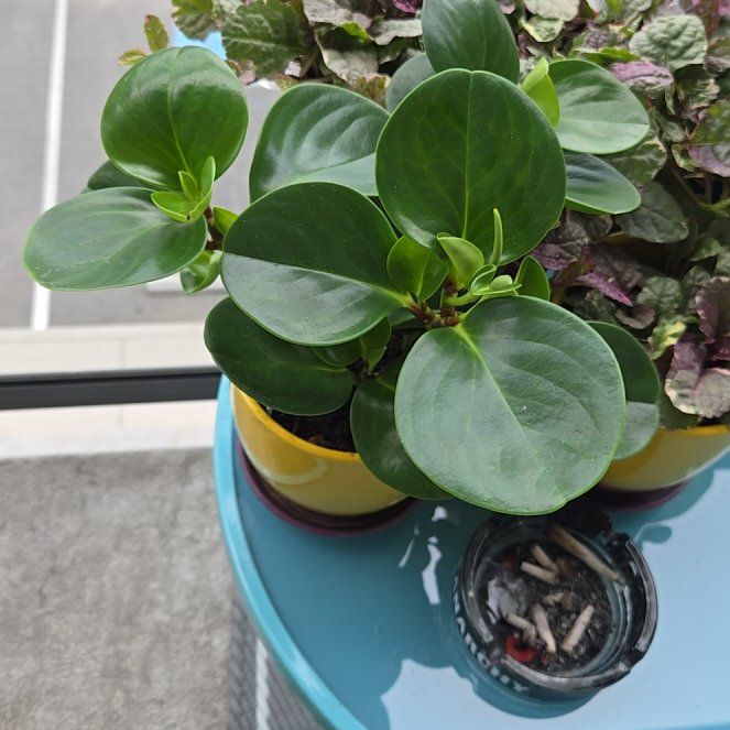 Photo of the plant species Pepperomia by @ShinyNeem39 named Lee Fay on Greg, the plant care app