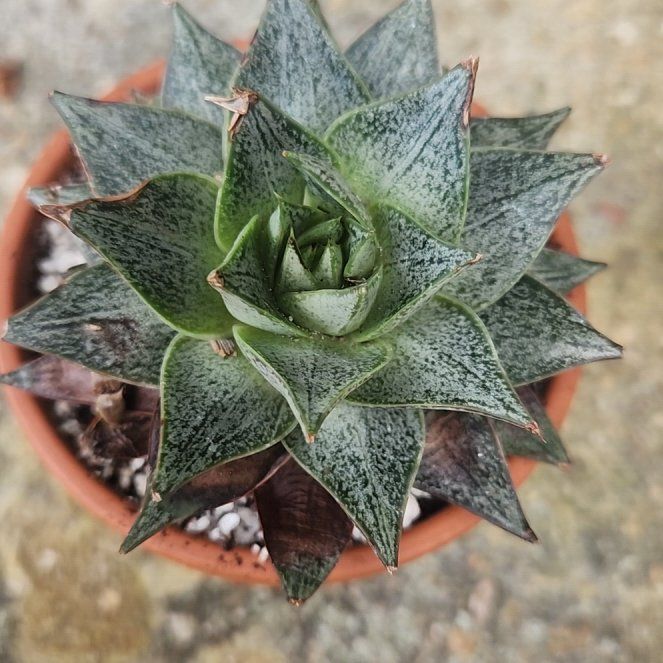 Photo of the plant species Urbinia Purpusii by @BreezyQuince46 named Messi on Greg, the plant care app