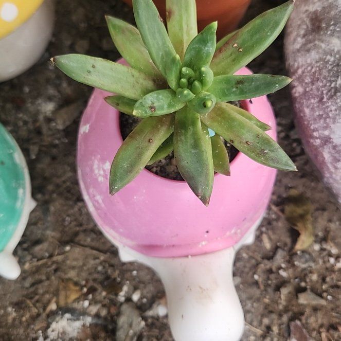 Photo of the plant species Pachyveria glauca 'Little Jewel' by @BreezyQuince46 named Austen on Greg, the plant care app