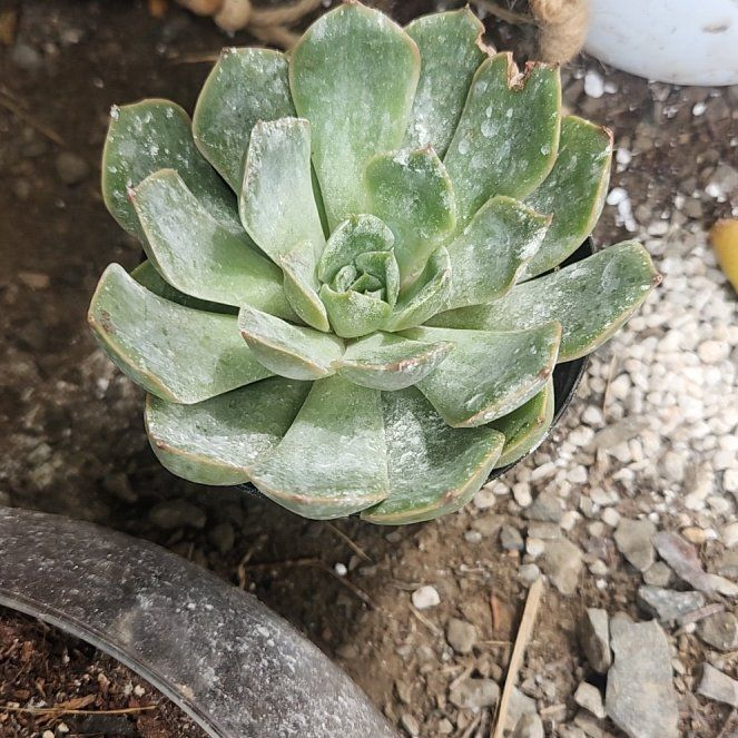 Photo of the plant species Menina by @BreezyQuince46 named Terra on Greg, the plant care app