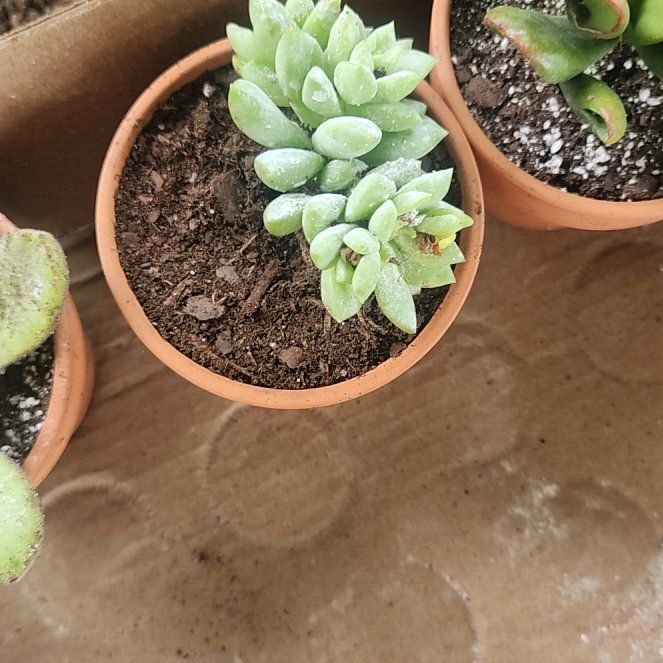Photo of the plant species SEDEVERIA PERIDOT P by @BreezyQuince46 named Leonardo on Greg, the plant care app