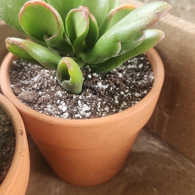 Photo of the plant species Variegated ET's Fingers by @BreezyQuince46 named Bodhi on Greg, the plant care app