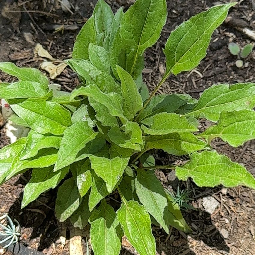 Photo of the plant species Coneflower by @NourishedCactus named Bieber on Greg, the plant care app