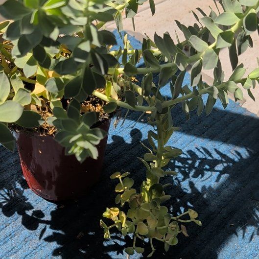 Photo of the plant species Myrtle Spurge by @PeakSeaoxeye22 named Donkey tail on Greg, the plant care app