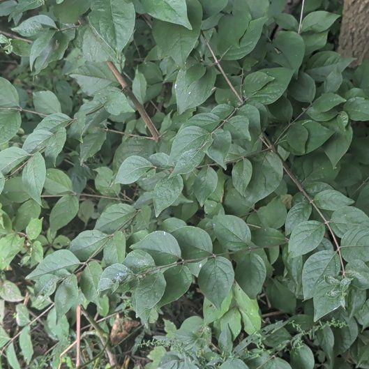 Photo of the plant species Amur Honeysuckle by @PeakSeaoxeye22 named Plato on Greg, the plant care app