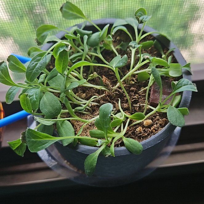 Photo of the plant species True Forget-Me-Not by @kuuhakupixl named Bluie on Greg, the plant care app