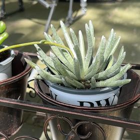 Photo of the plant species Woolly Senecio by @WiredRaspfern73 named Lavender on Greg, the plant care app