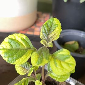 Photo of the plant species Swedish Ivy by @WiredRaspfern73 named Sahara on Greg, the plant care app