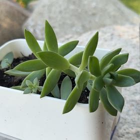 Photo of the plant species Pachyveria glauca 'Little Jewel' by @WiredRaspfern73 named Lebron on Greg, the plant care app