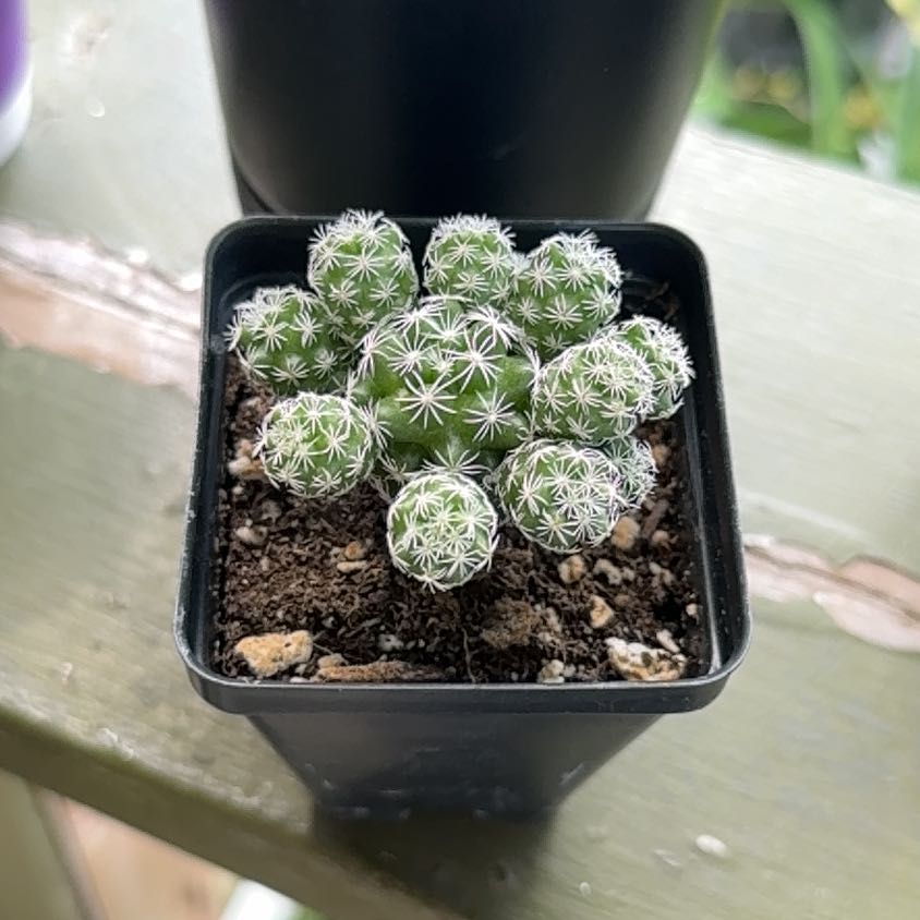 Photo of the plant species Pineapple Cactus by @WiredRaspfern73 named Stella on Greg, the plant care app