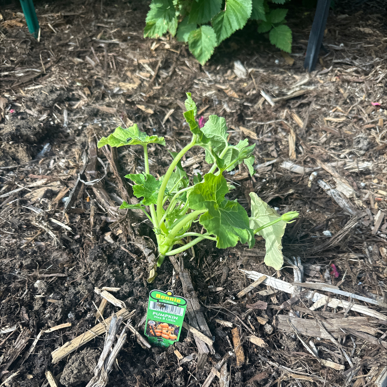 Photo of the plant species Pumpkin by @YokeClubmoss5 named Jill on Greg, the plant care app