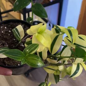 Photo of the plant species Tradescantia 'Yellow Zebra' by @QuaintFicus40 named Gloria on Greg, the plant care app