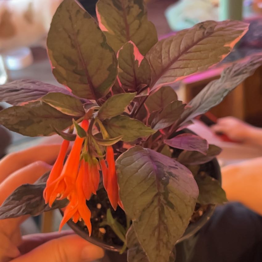 Photo of the plant species Firecracker Fuchsia by @QuaintFicus40 named Boom on Greg, the plant care app