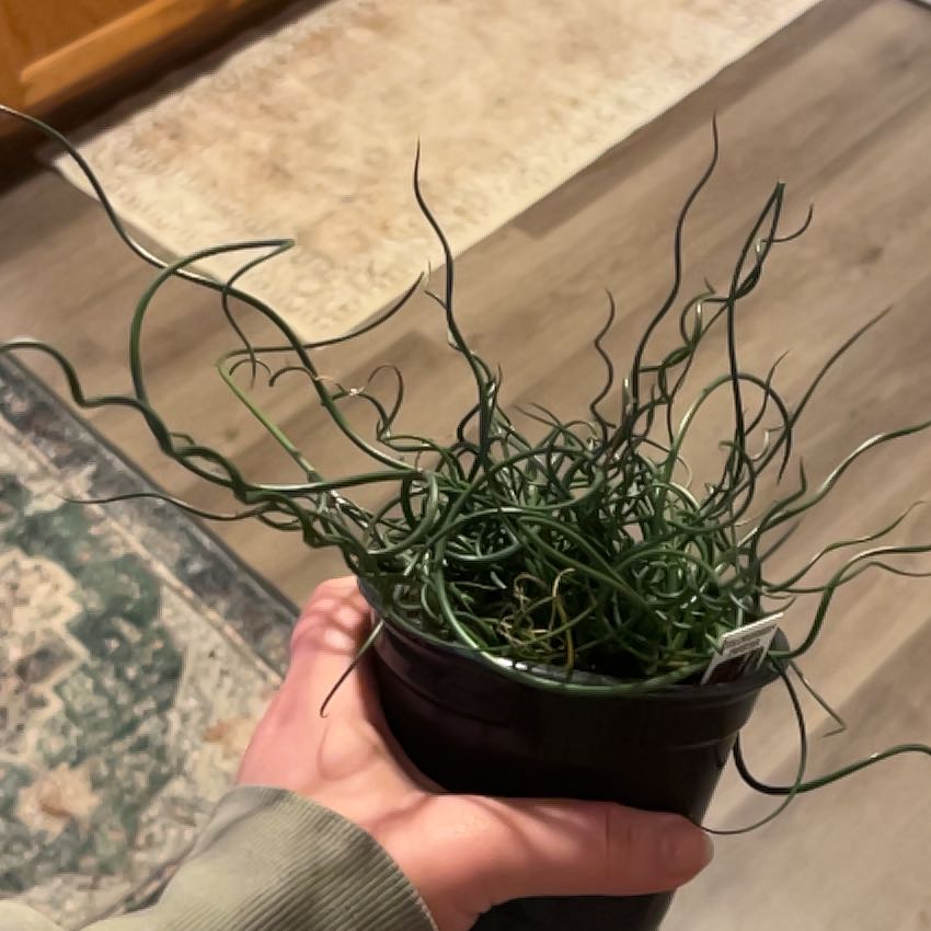 Photo of the plant species Corkscrew Rush by @QuaintFicus40 named Spiro on Greg, the plant care app