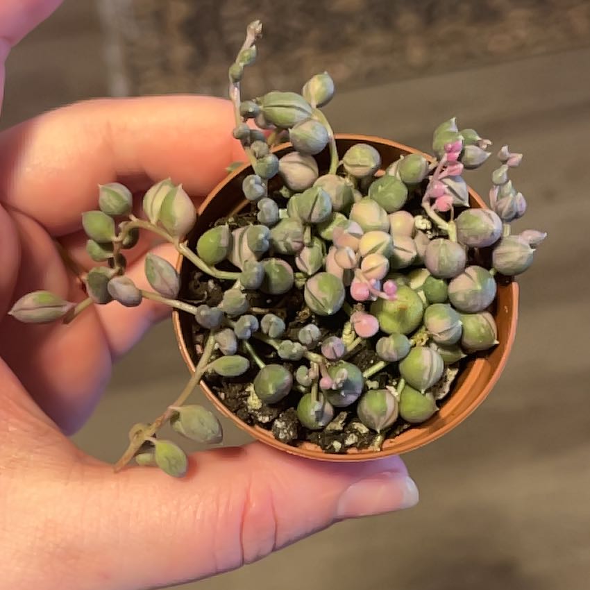 Photo of the plant species Varigated String of Pearls by @QuaintFicus40 named Zagreus on Greg, the plant care app