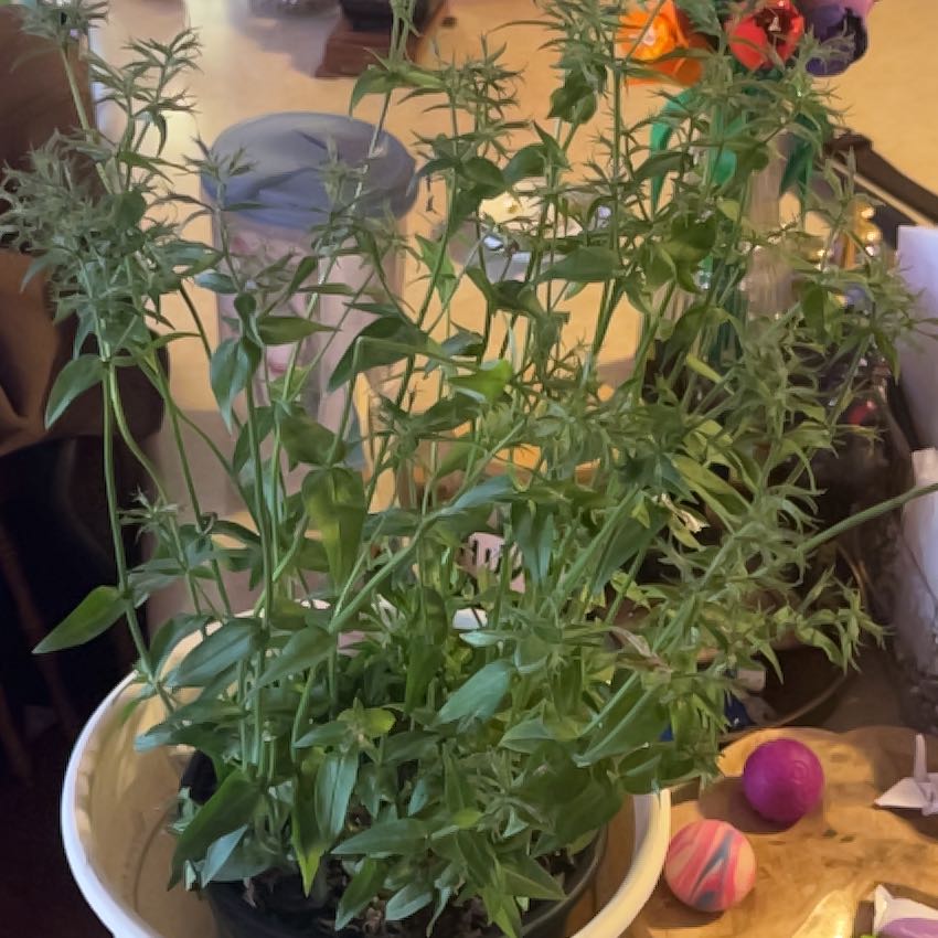 Photo of the plant species Blue Moon Woodland Phlox by @QuaintFicus40 named Galadriel on Greg, the plant care app