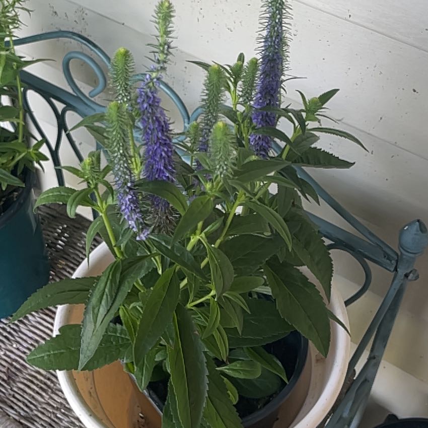 Photo of the plant species Spike Speedwell by @QuaintFicus40 named Ronnie on Greg, the plant care app