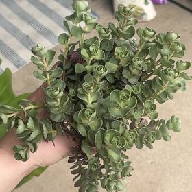 Photo of the plant species Dragons Blood Sedum by @QuaintFicus40 named Icarus on Greg, the plant care app