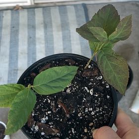 Photo of the plant species Panicle Hydrangea by @QuaintFicus40 named Hecate on Greg, the plant care app