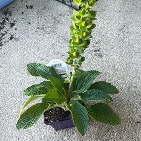Photo of the plant species Common Foxglove by @QuaintFicus40 named Sly on Greg, the plant care app