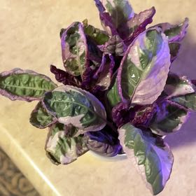 Photo of the plant species Snow White Waffle Plant by @QuaintFicus40 named Pippin on Greg, the plant care app