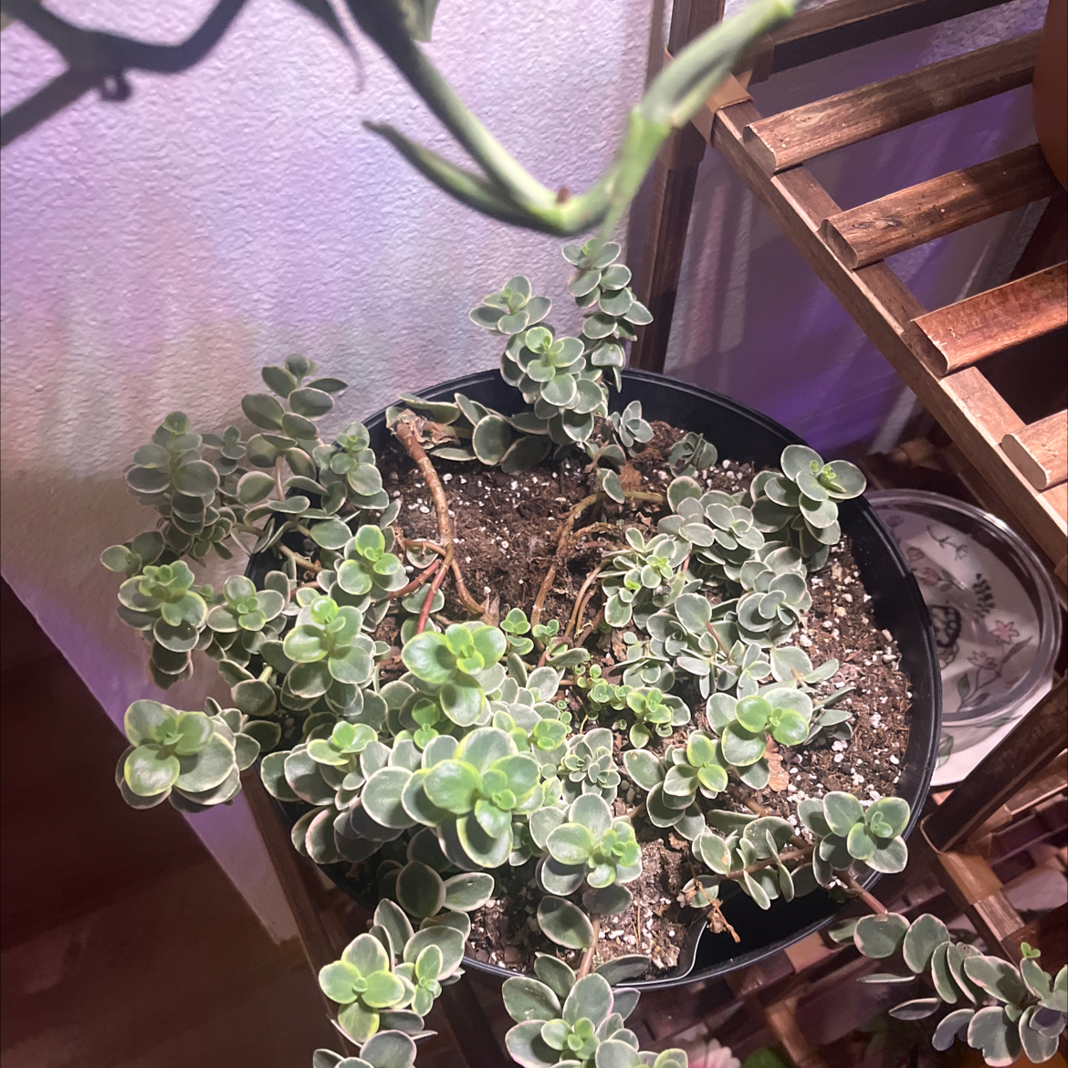 Photo of the plant species Sunsparkler Sedum by @QuaintFicus40 named Curly on Greg, the plant care app