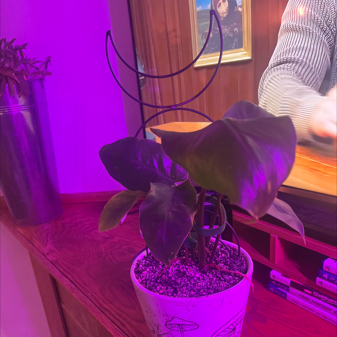 Photo of the plant species Jungle Fever Philodendron by @QuaintFicus40 named Mufasa on Greg, the plant care app