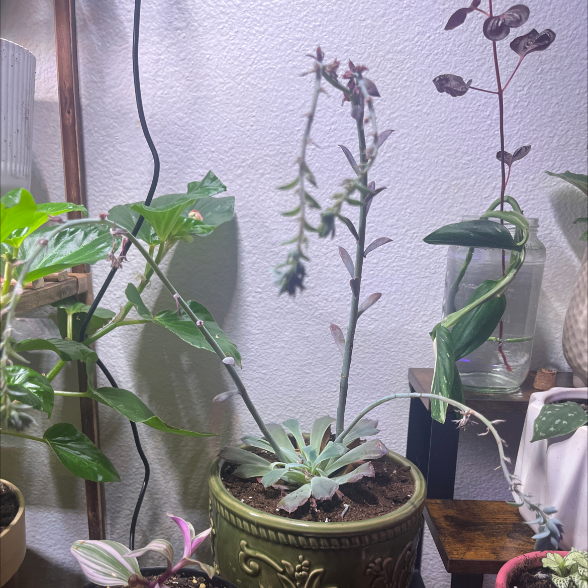 Photo of the plant species Echeveria 'Neon Breaker' by @QuaintFicus40 named Abigail on Greg, the plant care app