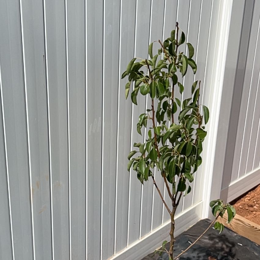 Photo of the plant species Bartlett Pear by @ManlyKanna35 named Plato on Greg, the plant care app