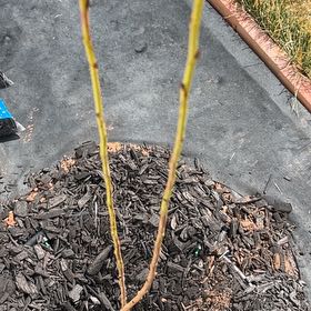 Photo of the plant species Santa Rosa Plum by @ManlyKanna35 named Wall-E on Greg, the plant care app