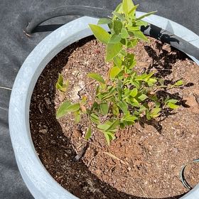 Photo of the plant species Blueberry Pink by @ManlyKanna35 named Ulysses S Plant on Greg, the plant care app