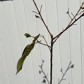 Photo of the plant species Rainier Cherry Tree by @ManlyKanna35 named Marilyn on Greg, the plant care app