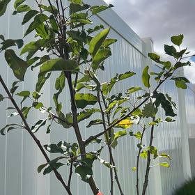Photo of the plant species Golden Delicious Apple by @ManlyKanna35 named Gobi on Greg, the plant care app