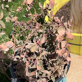 Photo of the plant species Bushel and Berry Peach Sorbet by @ManlyKanna35 named Messi on Greg, the plant care app