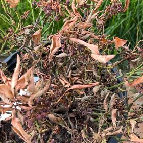 Photo of the plant species Bushel and Berry Baby Cakes by @ManlyKanna35 named Einstein on Greg, the plant care app