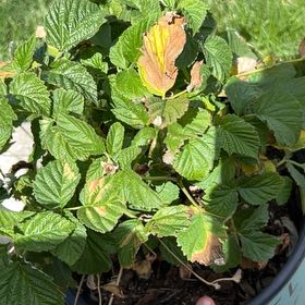 Photo of the plant species Raspberry Shortcake by @ManlyKanna35 named ChloroPhil on Greg, the plant care app