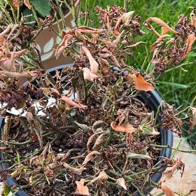 Photo of the plant species Bushel and Berry® Jelly Bean® Blueberry Bush by @ManlyKanna35 named Captain Plant-it on Greg, the plant care app