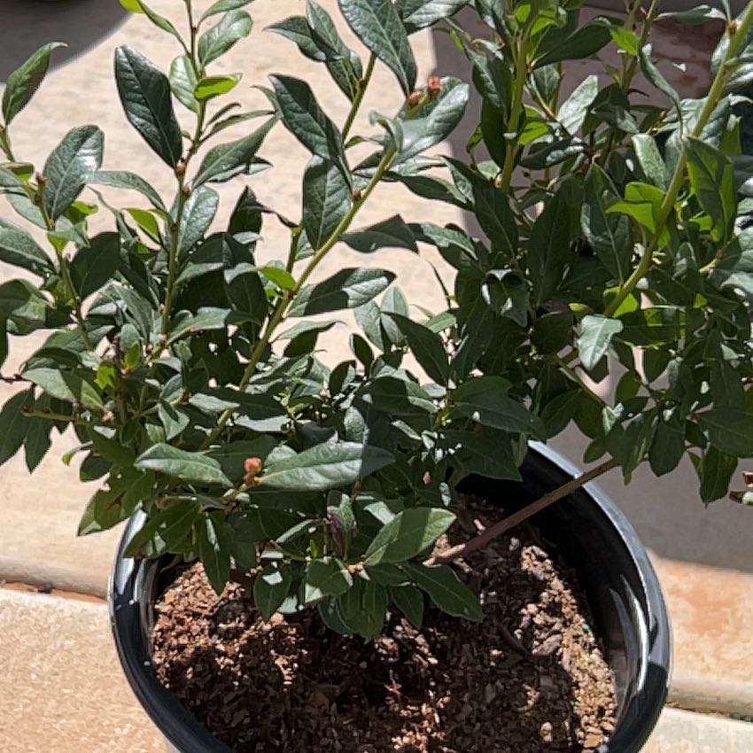 Photo of the plant species Bushel and Berry® Perpetua Blueberry Bush by @ManlyKanna35 named Daphne on Greg, the plant care app